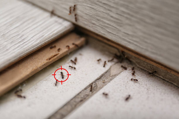 Best Emergency Pest Control  in Trenton, TN