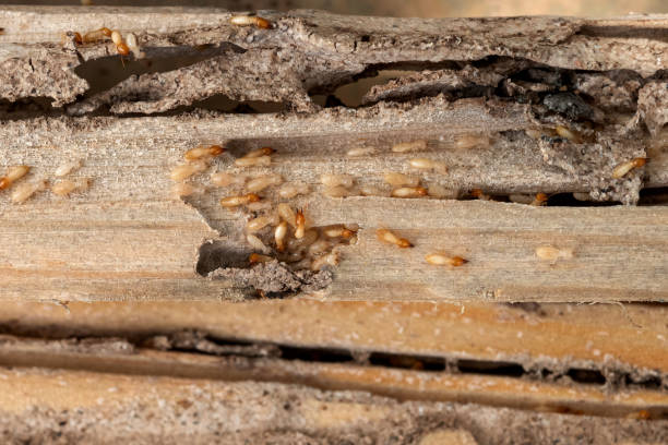 Best Bed Bug Extermination  in Trenton, TN