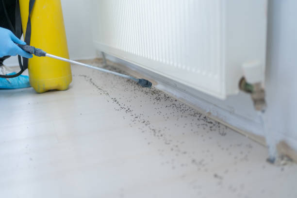 Best Pest Prevention Services  in Trenton, TN