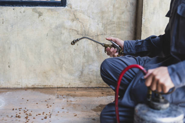 Best Rat Extermination Near Me  in Trenton, TN